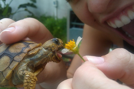 YUM YUM - lunch, daisy, turtle, baby