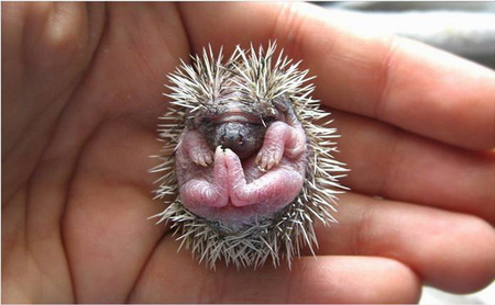 BABY HEDGEHOG - puggle, cute, baby, hand