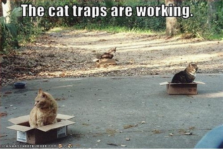 CAT TRAPS - cats, box, road, traps