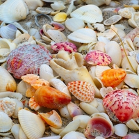 seashells