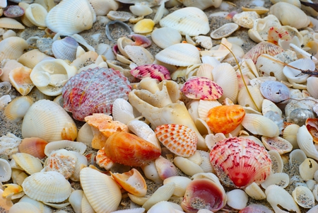 seashells - seashells, shells, seashell, shell