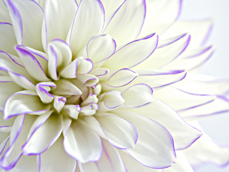 Dahlia - flowers, white, dahlia, flower, dahlias, pastel