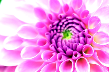 Dahlia - dahlia, soft, pink dahlia, nature, pink, pastel, pink flower, flowers, pink flowers, dahlias, flower