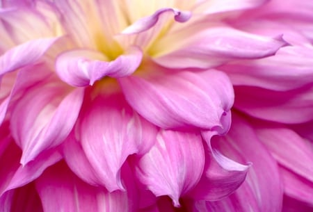 Dahlia - flower, pink flower, pink, dahlias, pink flowers, soft, flowers, dahlia, pink dahlia, pastel, nature