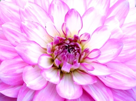 Dahlia - dahlia, soft, pink dahlia, nature, pink, pastel, pink flower, flowers, pink flowers, dahlias, flower