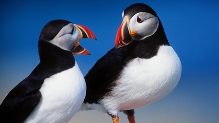 A pair of puffins - animals, cute, nice, photo, puffins, photography, birds