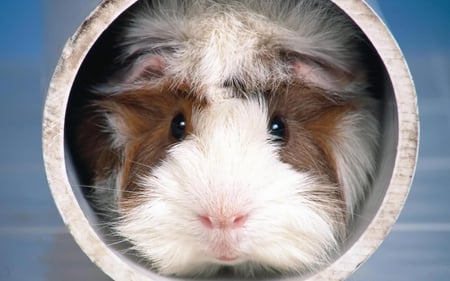 Abyssinian guinea pig - face, funny, animals, cute, guinea pig