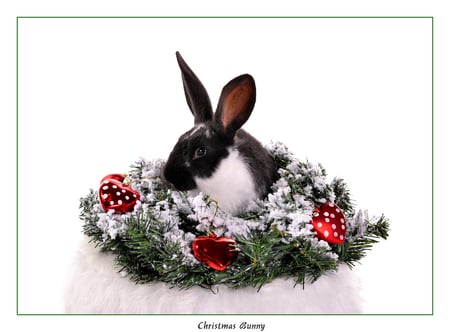 Christmas Bunny - christmas wreath, bunny, animals, rodents