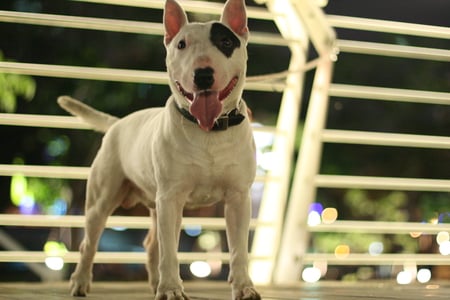 English Bull Terrier - cute, smart, handsome, obedience