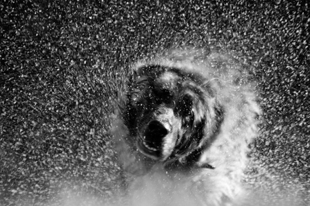 IN MOTION - waterdrops, motion, dog, photography, animals, water, bw, great shot