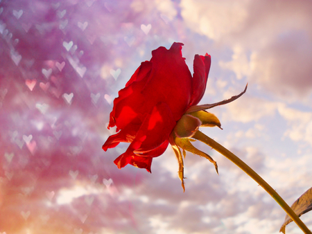 lovely_rose - red, rose, 3d, love, flower