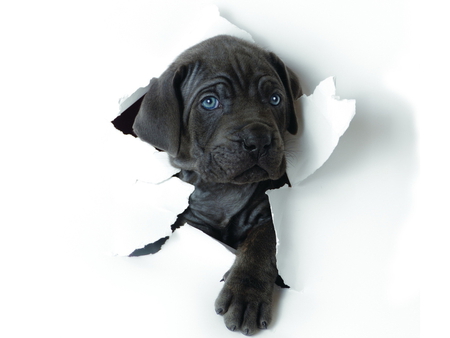 Dog at a broken wall - broken, puppy, dog, animal, black, cute