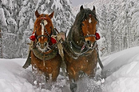 Two horses - trees, winter, nature, horses, nice, anow, horse, animals