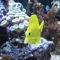 Yellow tang popular aquarium fish