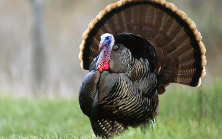 Domesticated turkey - nice, animals, grass, turkey, domisticated