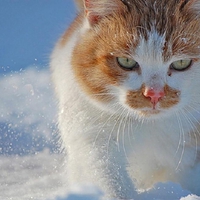 Cat in snow