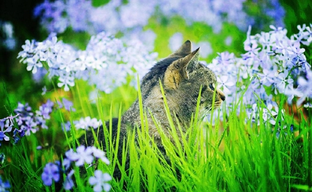 I love flowers2 - nice, others, cat, adorable, kitty, animals, funny, kiiten, cats, humor, flowers, grass, cute