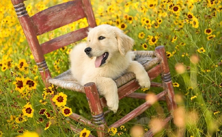 Relaxing day - yellow, dog, grass, best friend, chair, flowers, dogs, funny, cute, plants, adorable, animals, other