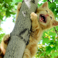 Cute kitty in tree