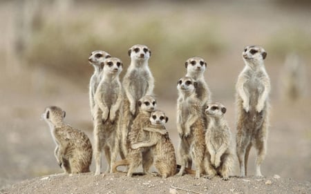 Family portrait - trees, photography, animals, meerkat, ground, africa, family, animal, africia, meerkats