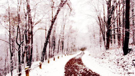 Winter Path - trees, winter, beautiful, photography, snow, beauty, forest, photo, path, nature, season, view, dead, cold, sky