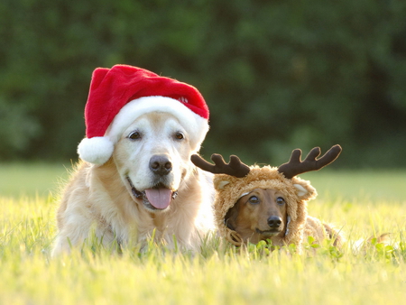 Puppy christmas - animals, dogs, field, funny, puppies, christmas