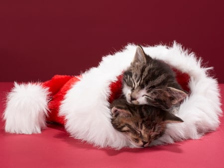 Sleeping christmas kittens - sleeping, new year, adorable, fluffy, hat, cat, animals, kittens, kitty, christmas, cats, holiday, sweet, cute, santa hat