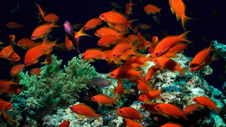 Tropical Fish - goldfish, marine life, water, sea, aquarium, ocean, orange, nature, red, fish, animals