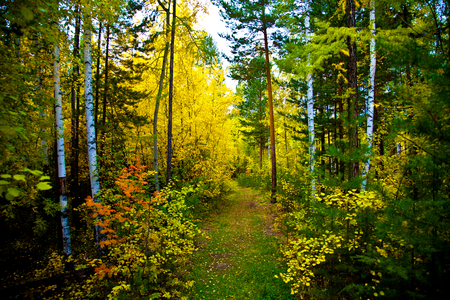 Forest-HDR - forest, great, road, walk, beautiful, leaves, amazing, hdr, grass, photography, tree, nature, autumn, colorful, path, pretty, cool, beauty, yellow, season, nice, lovely, trees, colors, calm, green