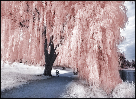 pink tree - nature, road, snow, pink, tree