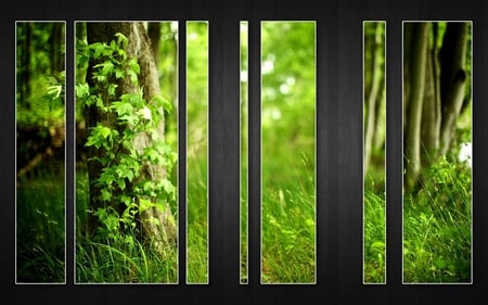 Forest on wood - wood, forest, dark wood, leaves, green, tree, timber, grass