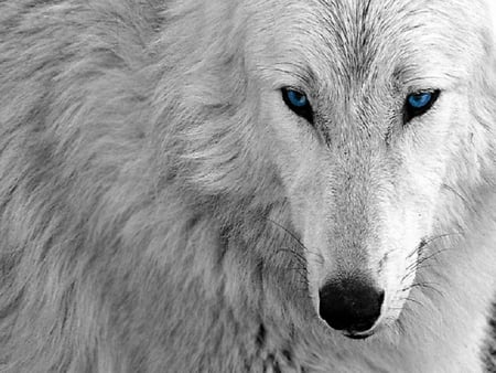 Blue Eyed Beauty - dogs, wolf, animals, other