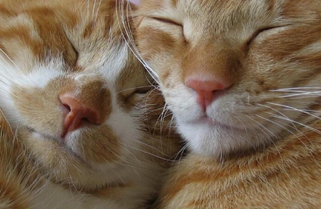 Two cats. - animal, affection, ginger, cat