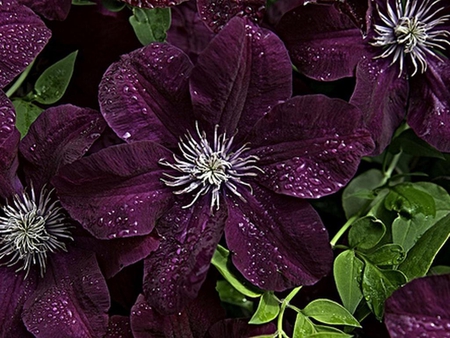 Clematis. - petal, purple, clematis, leaf, flower