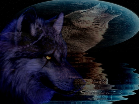 WolfReflections - wolf, moon, reflection, blue, water