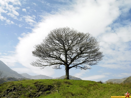 Lone Tree - fields, tree, grass, clouds