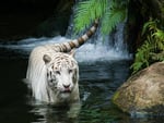 White Tiger