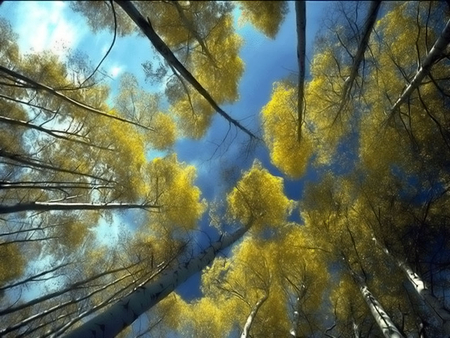 Looking Up - fall, clouds, trees, sky