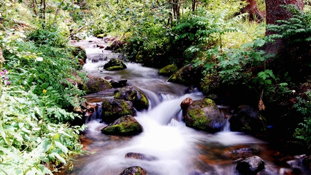 Rocky Stream - stream, trees, water, rocks