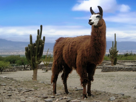 Llama - animal, llama, desert, wool