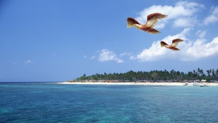 Soaring Eagles - water, sky, birds, eagles