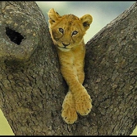 Lion in a tree.