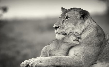 Lioness and her cube(for Patrice) - lion, pic, image, cube, baby, cute, photograph, lions, mother, wallpaper, black and white, tender, picture, wall, wild, animal, sweet, lioness, photo