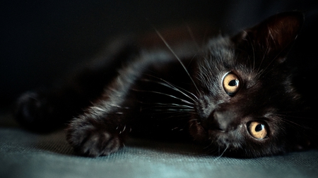 Black cat - cat, innocent, animal, black