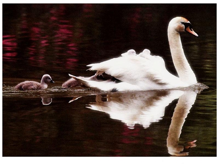 swans - mom, white, swans, lake, reflection, animals