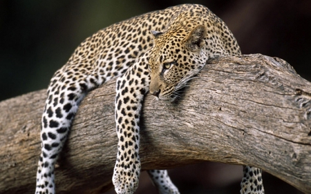 Resting_Leopard - wood, wild cat, leopard, animal, big cat