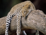 Resting_Leopard