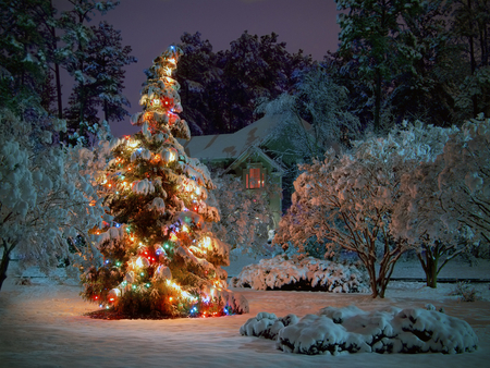 Xmas tree - christmas, ice, december, winter, nature, holiday, snow, tree