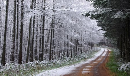 one way - nature, cold, trees, way, winter