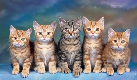 1..2..3..clik - kittens, five, cute, eyes, cats, animals